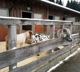 Gut Aiderbichl Pferde