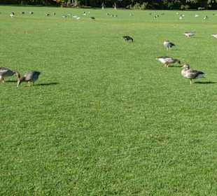 Im Englischen Garten in München