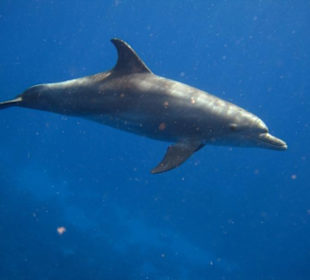 Schnorcheln Am Hausriff Gorgonia Beach!!!