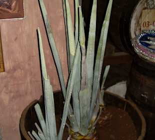 Plaza Kukulcan - kleine Ausstellung im Tequilashop