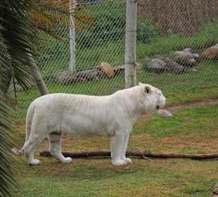 Cango Wildlife Ranch