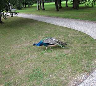 Pfau im Park
