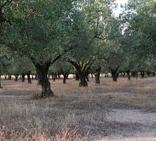 Wandern Sarti