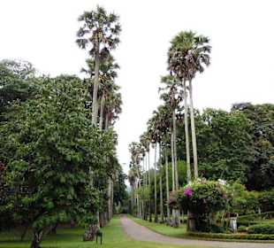 Kandy