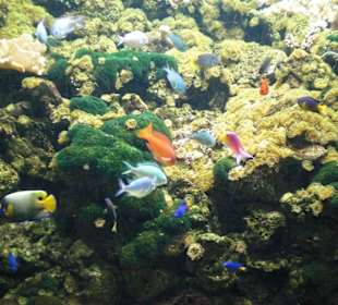 Aquarium