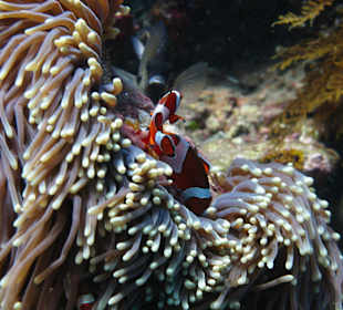 Anemonenfische
