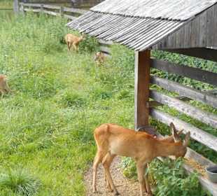 Białowieski Park Narodowy