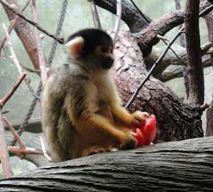 Frankfurter Zoo - ein Besuch lohnt sich