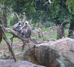 Affen- fast vorbeigerast :(