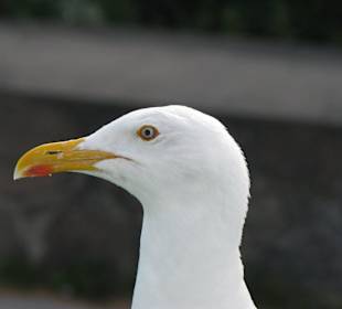 Möwe auf Ausflugsschiff