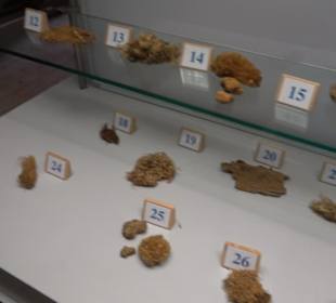 Natur- und Jagdmuseum