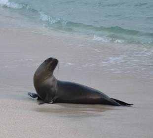 Viele Seelöwen teilweise mit Jungtieren