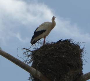 Brutplatz für Störche auf den Lampen