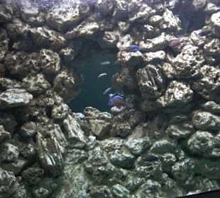 Tierpark Hellabrunn - Fische