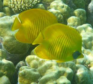 Maskenfalterfisch