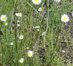 Eindruck vom Spaziergang Ostheimer Streifberg-Tour