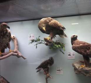 Zoologisches Museum