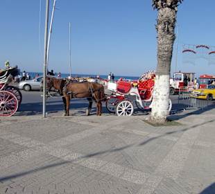 Abgemagertes Pferd mit Kutsche in Sousse 