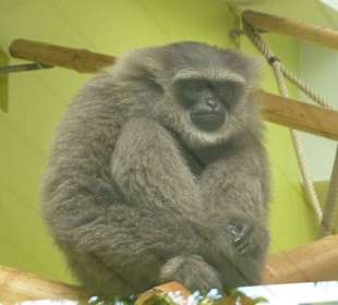 Silbergibbon