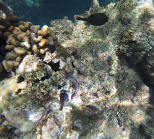 Schnorcheln Pointe aux Piments