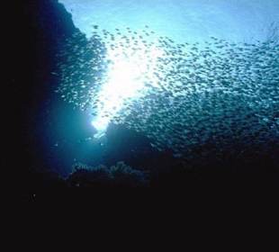 Tauchen in Ägypten - Rotes Meer - Hurghada - Amy Reisen