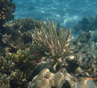 Schnorcheln Hurghada