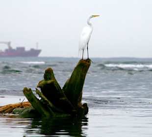 Costa Rica - Tortugero