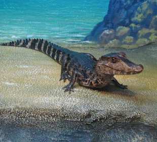 Маленьких крокодилов можно кормить