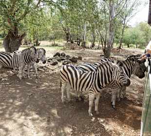 Casela Bird Park