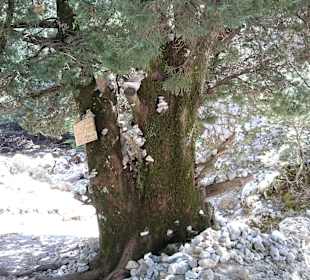 Wanderung durch die Imbros Schlucht