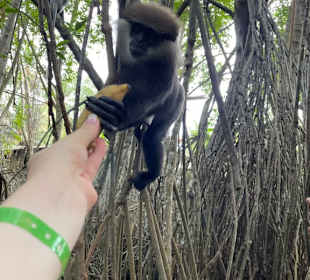 Affen füttern