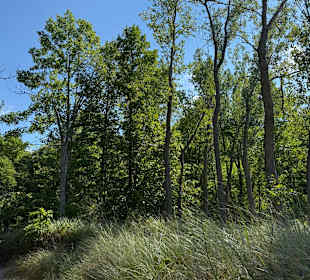 Warren Dunes State Park