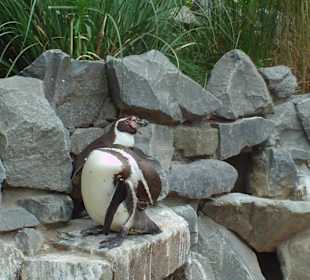 Pinguin