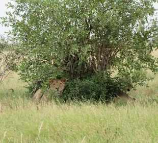 Tsavo Ost