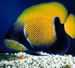 К сожалению не запомнила как ее называли