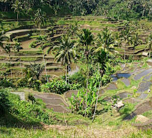 Blick auf die Terrassen