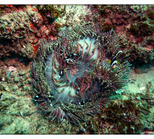 Clown Fische