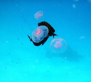 Schnorcheln Makadi Bay