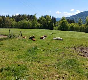 Entspannte Mutterkuhhaltung mit Stier