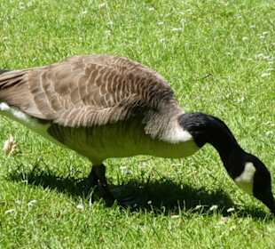 Bewohner der Schlossparks