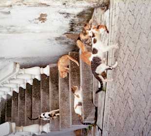 Treppe in der Altstadt mit munteren Bewohnern