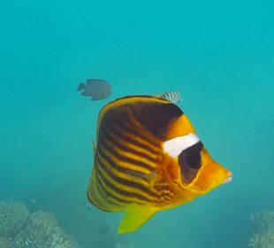 Schnorcheln Makadi Bay