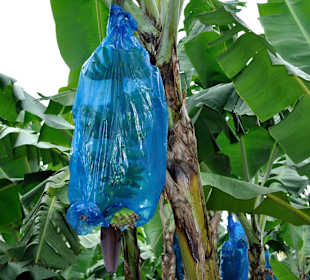 Schutz der Bananen vor Schädlingen