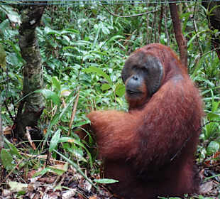 Camp Leakey