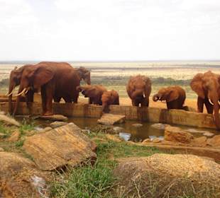 Wasserloch direkt an der VOI Lodge