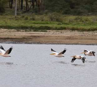 Geführte Touren Marco Polo Tours & Safaris Diani Beach