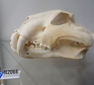 Im Schaumagazin des Übersee-Museums