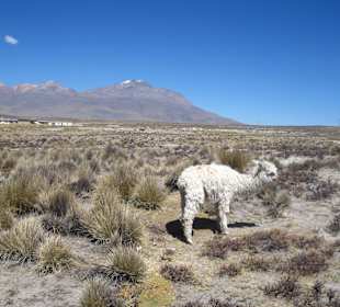 Alpaca in Pampa Canahuas