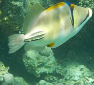 Schnorcheln Sharm el Sheikh