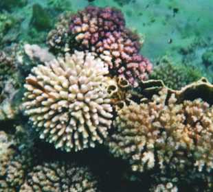 Korallen in geringer Tiefe